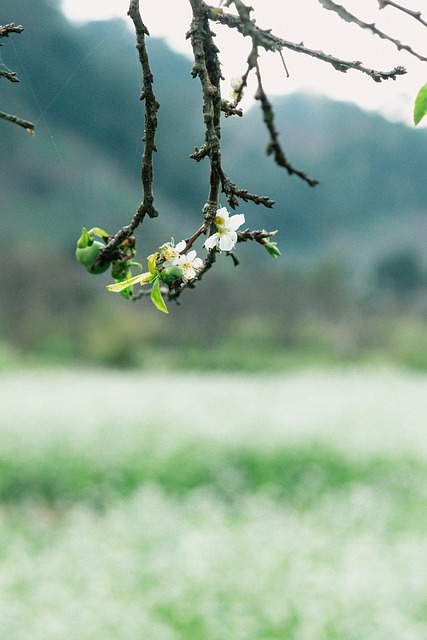 Tæt På, Vietnam, Blomst, Forår