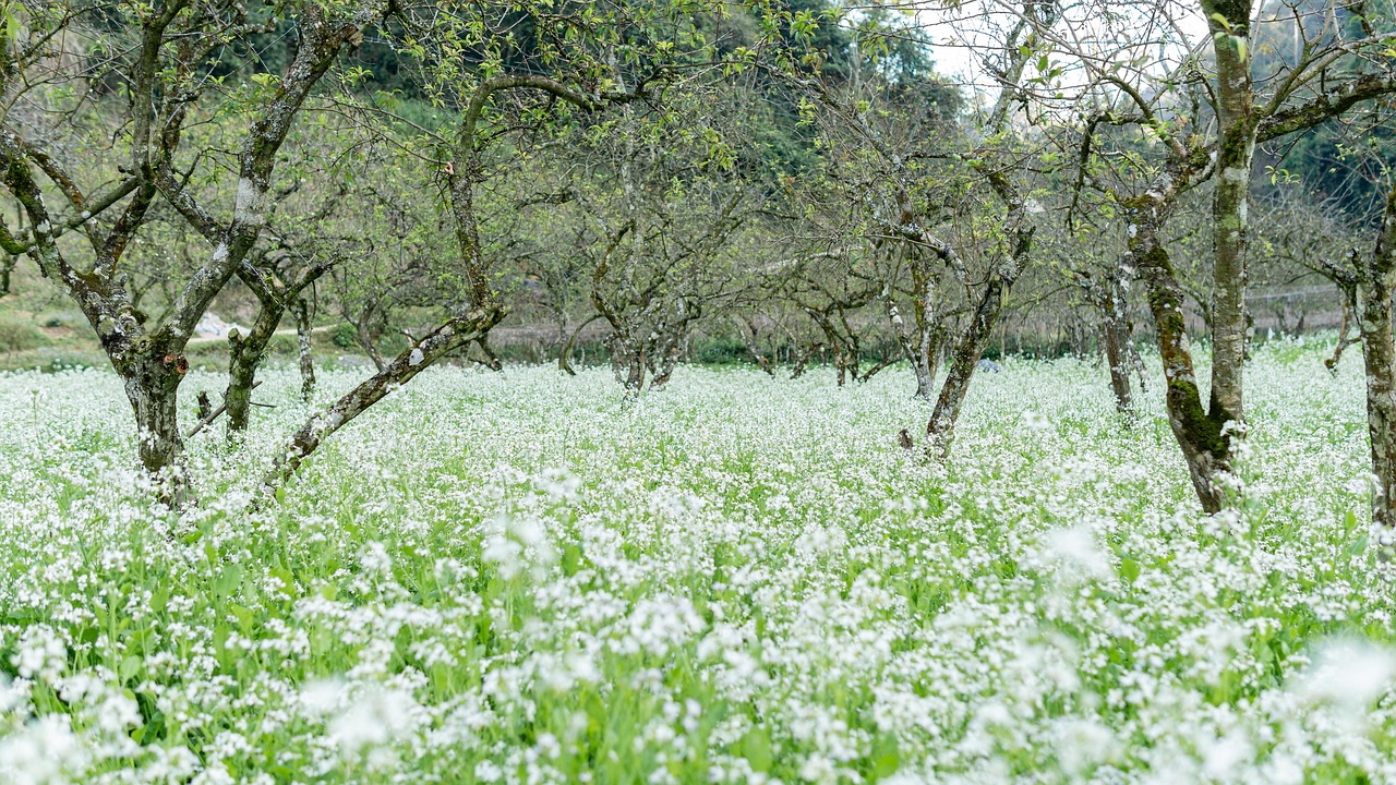 Springha Flowers Spring Vietnam Mộc - Free photo on Pixabay - Pixabay