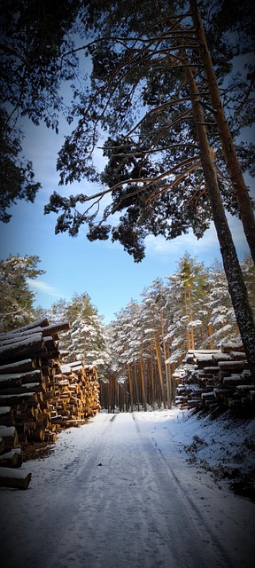 Free Snow Winter photo and picture