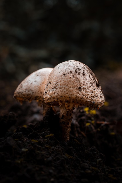Pilze, Garten, Natur, Pflanze, Pilzkunde
