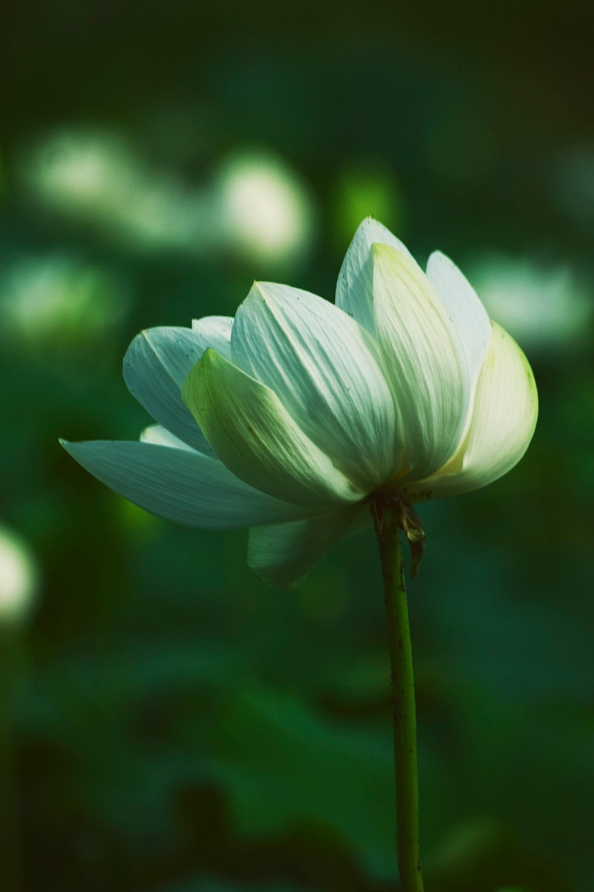 Lotus Fleur Blanche Nature - Photo gratuite sur Pixabay - Pixabay