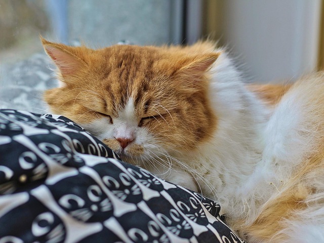 Free Domestic Animal Animal photo and picture