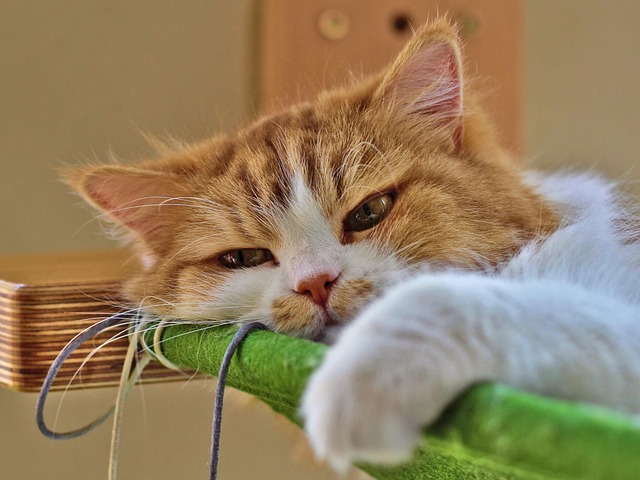 Free Cat Animal photo and picture