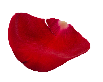 Rose, Rosen, Rot, Natur, Ai Generiert