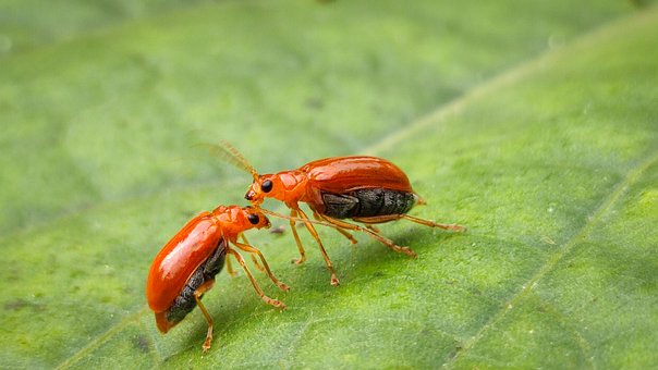 Free Bugs Insects photo and picture