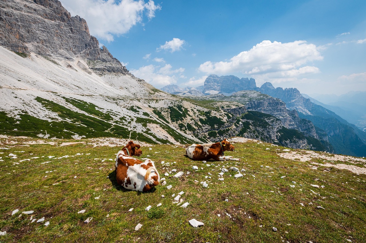 Cows - free online jigsaw puzzle photo