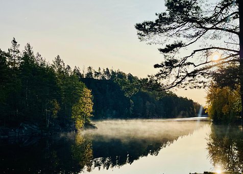 Sø, Morgen, Skov, Natur, Landskab