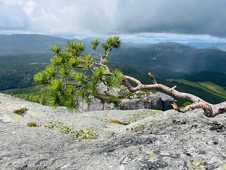 Træ, Natur, Landskab, Sommer