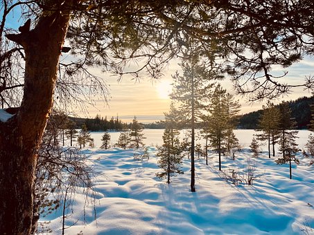 Vinter, Sne, Natur, Kold, Landskab, Skov