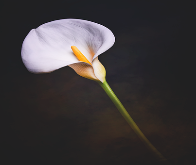 Aronskelk, Calla Lelie, Bloem