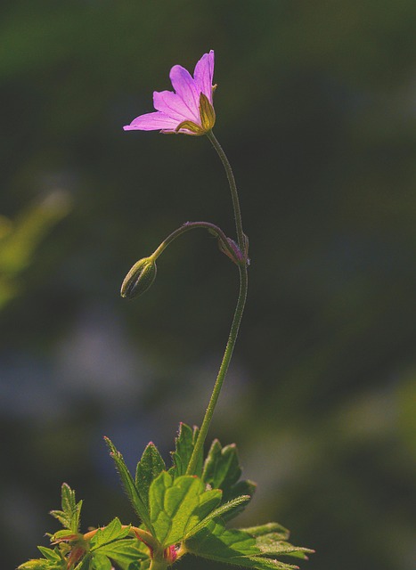 Geranium, Bloem, Plantaardige
