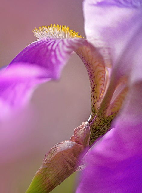 Irisbloem, Paarse Bloemblaadjes