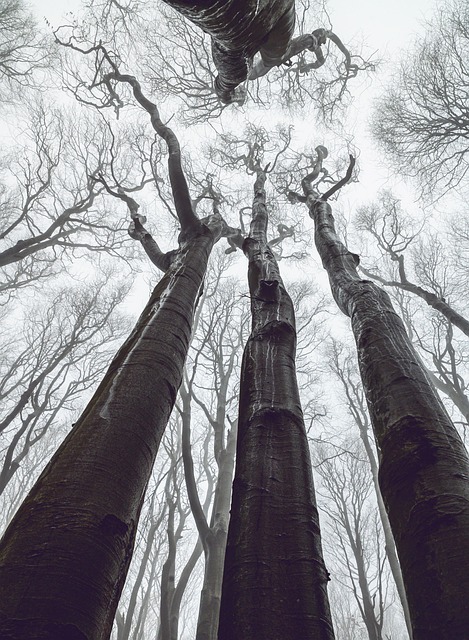 Torenhoge Bomen, Bladloze Takken