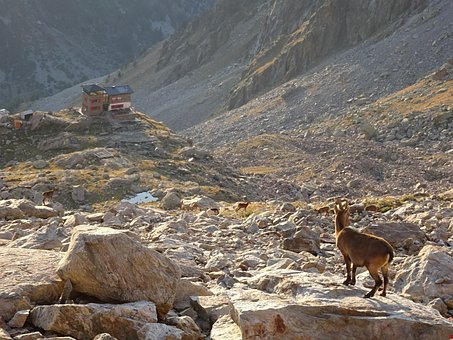 Steinbock, Berghütte, Berge, Natur