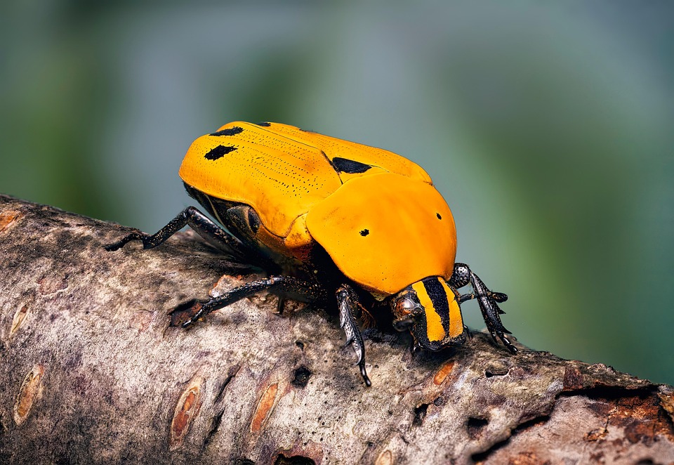 Spotted Insect Images Spotted Fruit Beetle Insect - Free photo on Pixabay - Pixabay