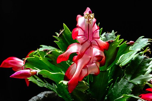 Weihnachtskaktus, Blüte, Pflanze, Natur