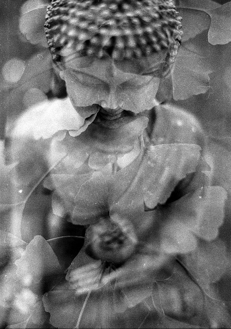 Free Buddha Ginkgo photo and picture