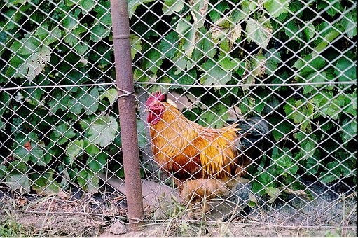 Free Rooster Bird photo and picture