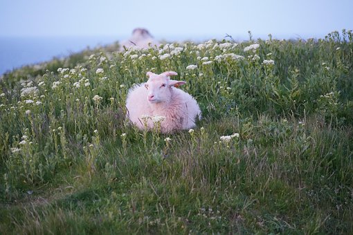 Free Sheep Lamb photo and picture