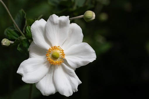 Blomst, Kronblade, Anemone Sylvestris