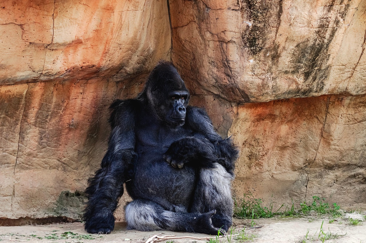 Gorilla - free online jigsaw puzzle photo