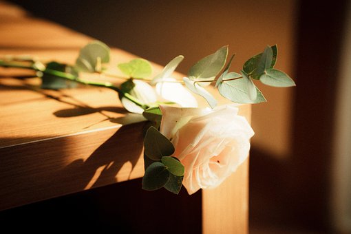 Free Flower Rose photo and picture