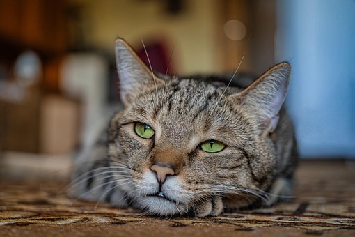 Free Cat Domestic Animal photo and picture