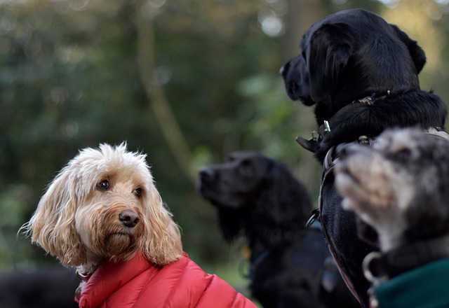 Free Cute Cockapoo Looking Group Of Dogs photo and picture