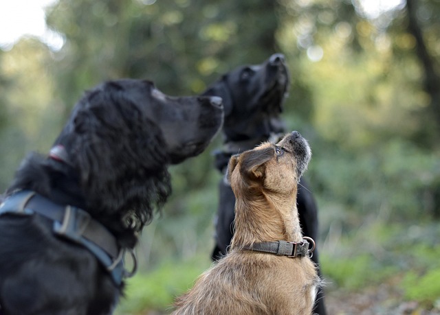 Free Cute Dogs Dog Walking photo and picture