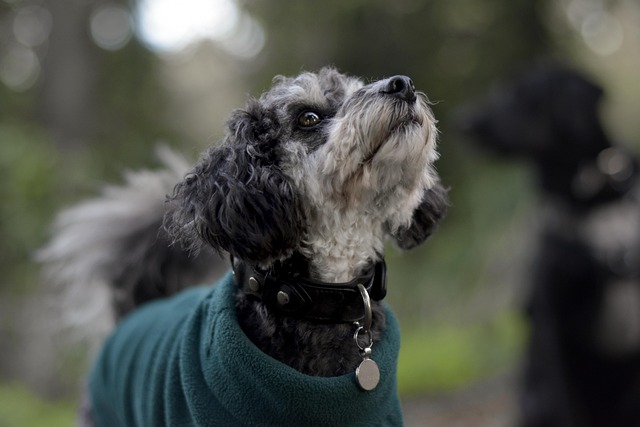 Free Poodle Mix Cute Dog photo and picture