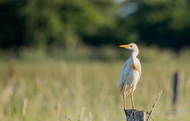 Free Egret Bird photo and picture