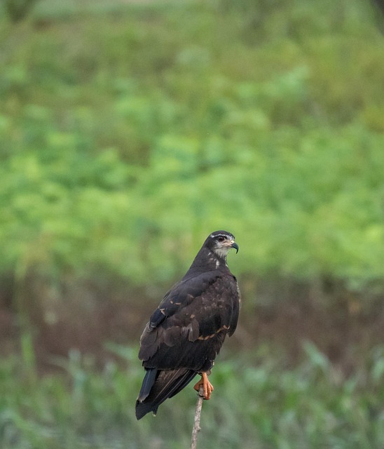 Free Bird Prey photo and picture
