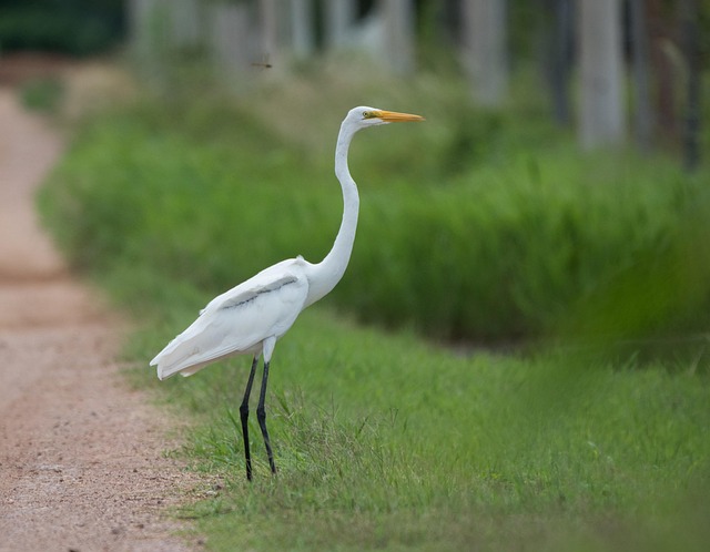 Free Egret Bird photo and picture
