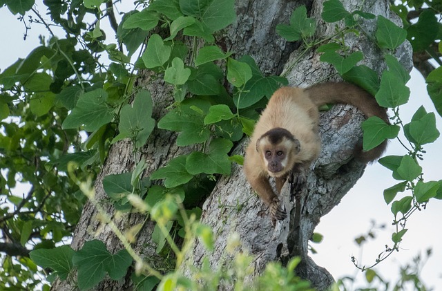 Free Monkey Trees photo and picture