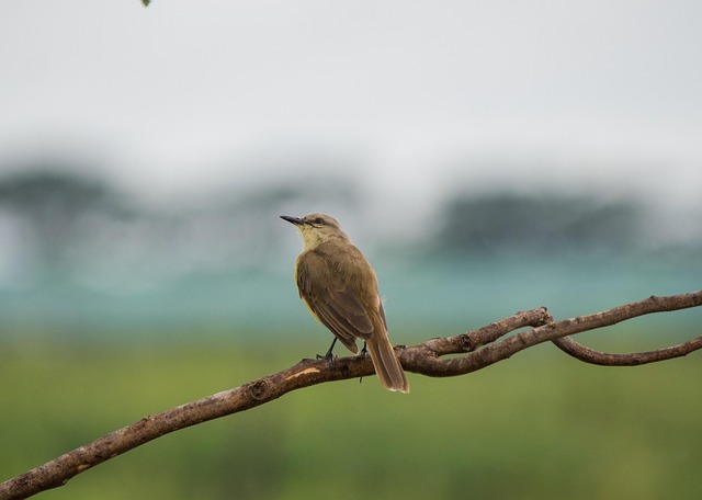 Free Bird Animal photo and picture