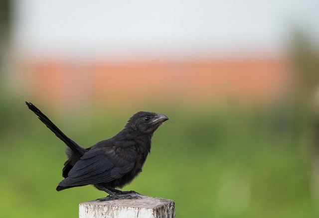 Free Cowbird Bird photo and picture