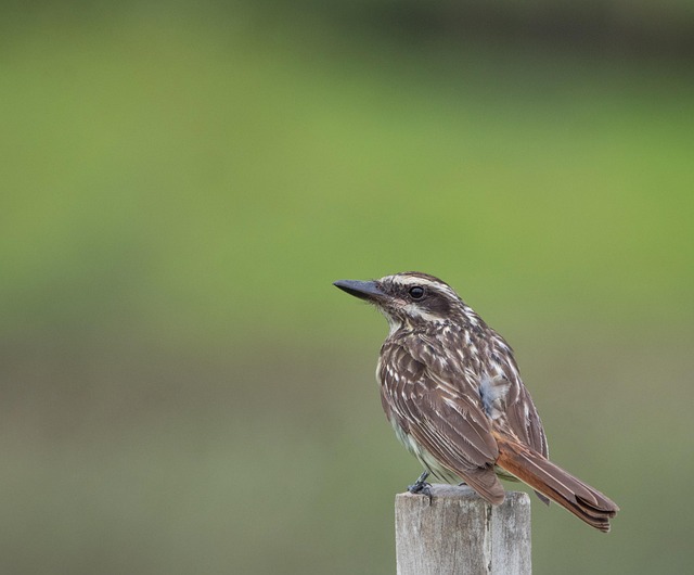 Free Flycatcher Bird photo and picture