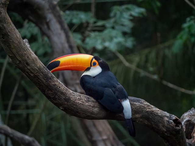 Free Toucan Bird photo and picture