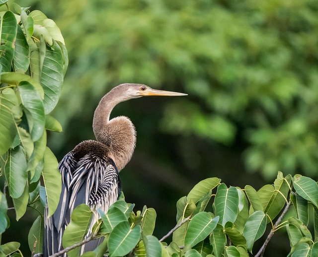 Free Anhinga Bird photo and picture