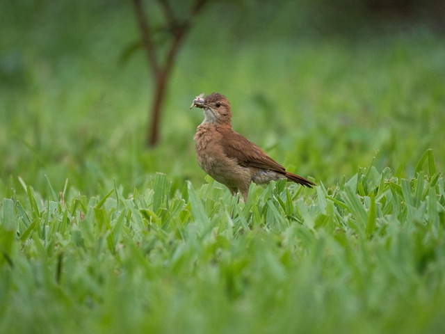 Free Bird Grass photo and picture