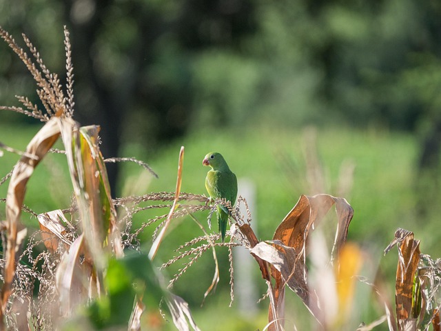 Free Bird Sorghum photo and picture