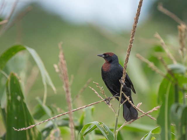 Free Blackbird Bird photo and picture