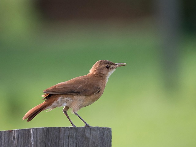Free Rufous Hornero Bird photo and picture