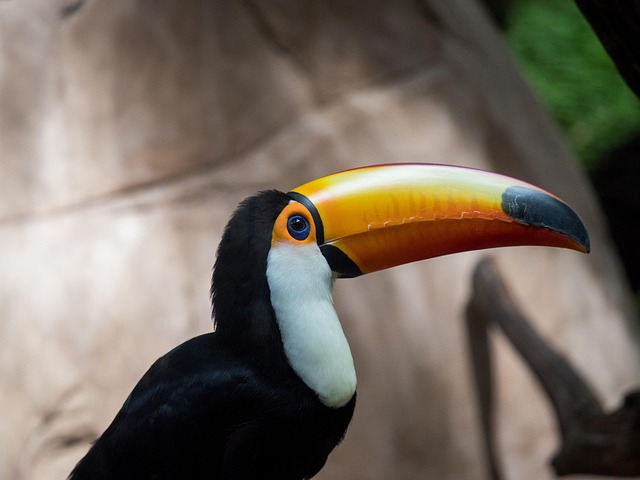 Free Toucan Bird photo and picture