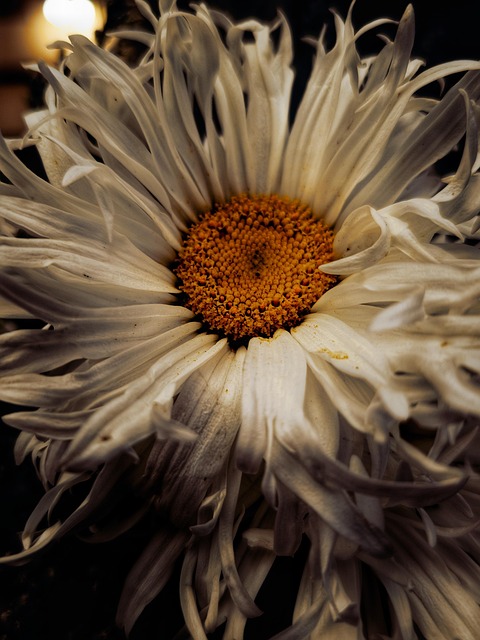 Madeliefje, Margaritas, Bloemen, Plant