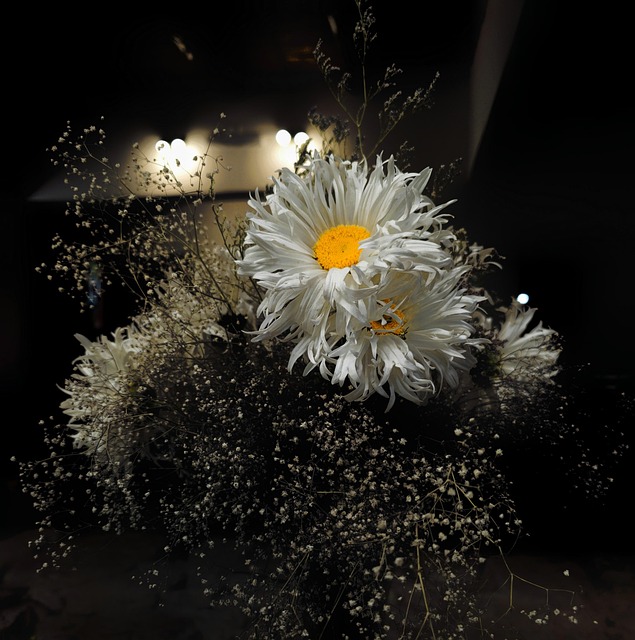 Madeliefje, Margaritas, Bloemen, Plant