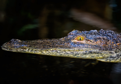 Free Crocodile West African Crocodile photo and picture