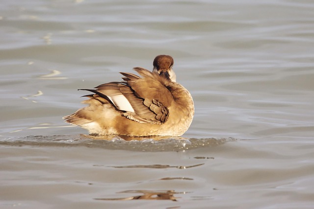 Pochard, Innsjø, Dyreliv, Vinter
