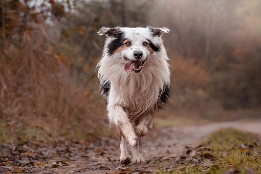 Free Border Collie Domestic Animal photo and picture