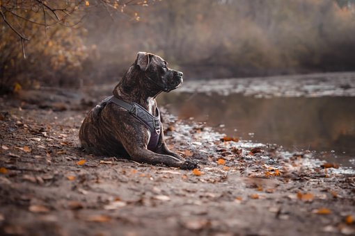 Free Pitbull Dog photo and picture